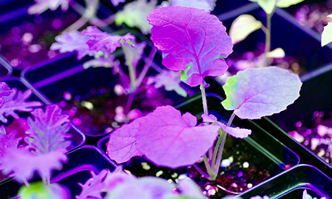 The Effects Of Different LED Light Colors On Plants